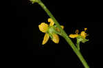 Beaked agrimony